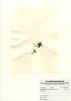 藏品(硬盾果藻)的圖片